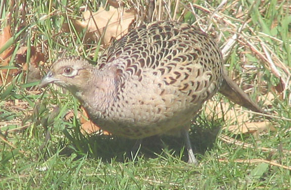 Ring-necked pheasant (female)