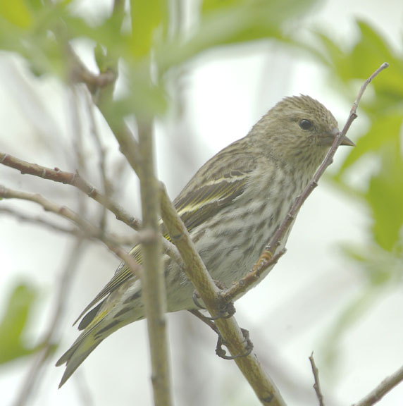 Pine siskin