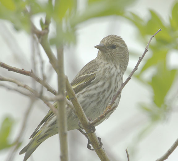 Pine siskin