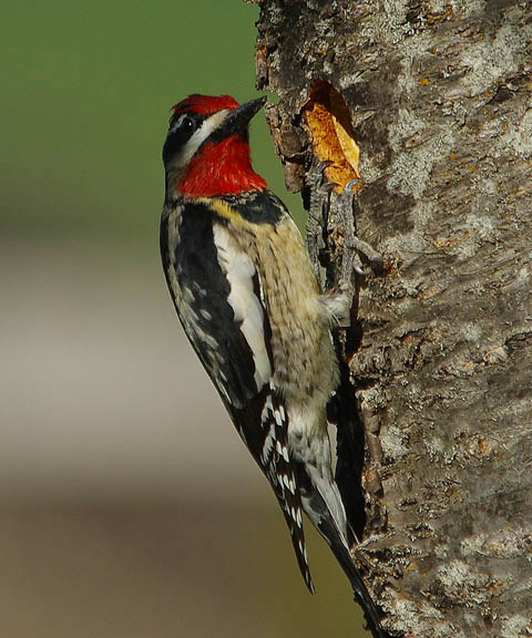 Red naped sapsucker (male)