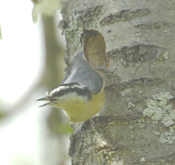 Red breasted nuthatch