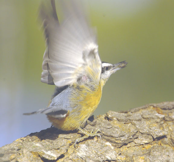 Red breasted nuthatch