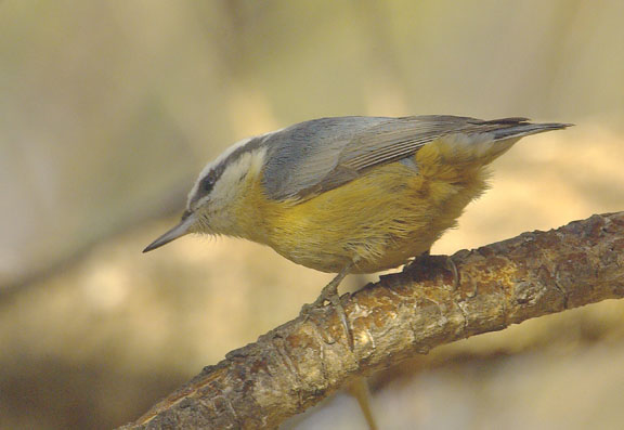 Red breasted nuthatch