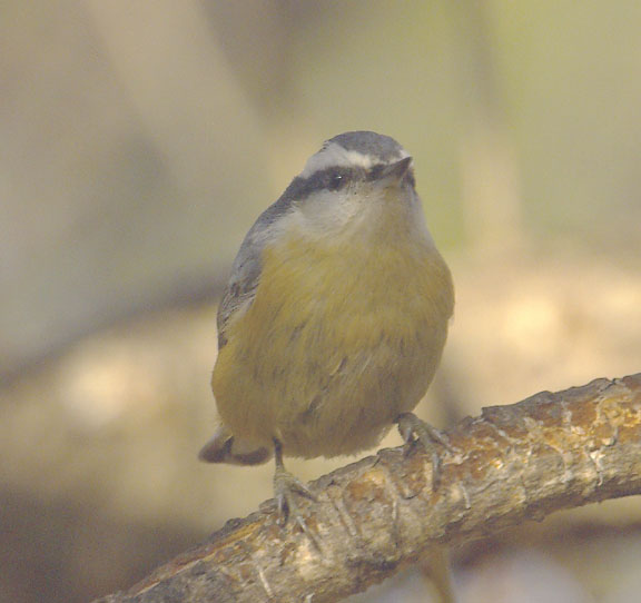 Red breasted nuthatch