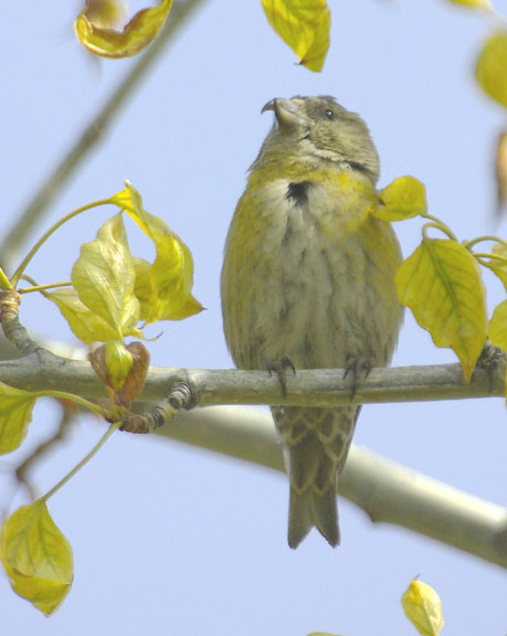 Red crossbill (female)