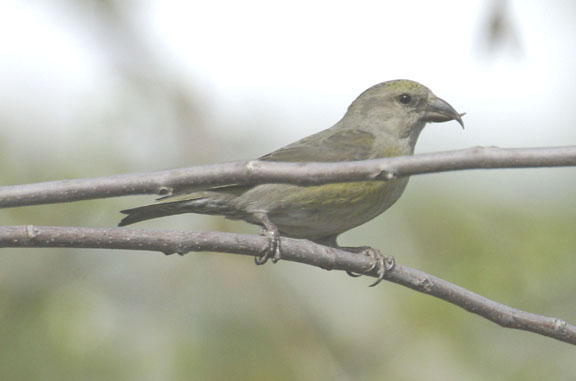 Red crossbill (female)