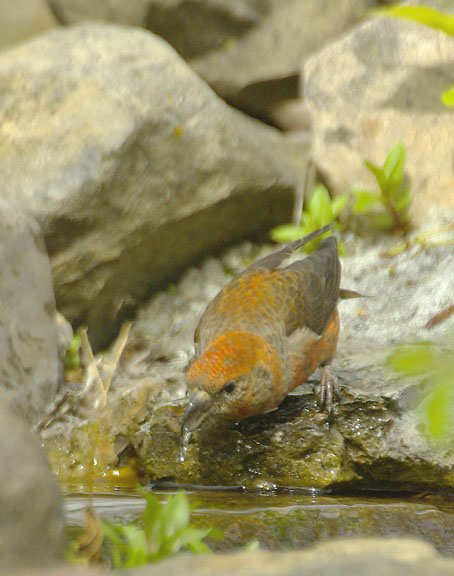 Red crossbill (male)