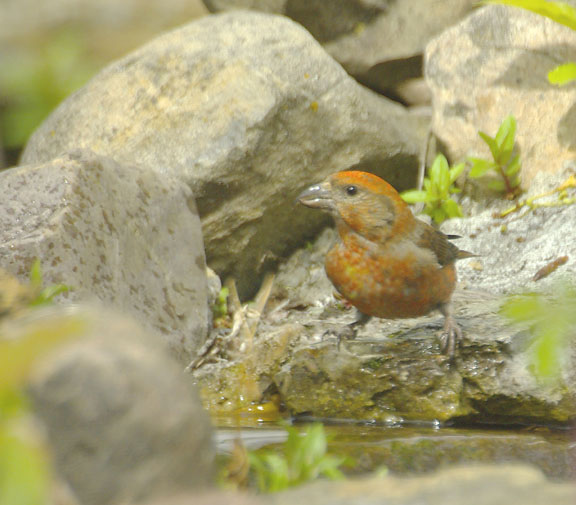 Red crossbill (male)