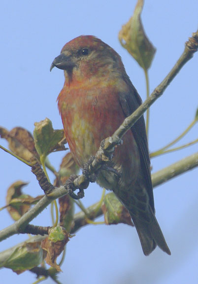 Red crossbill (male)