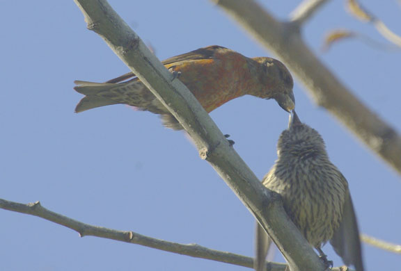 Red crossbill (male)