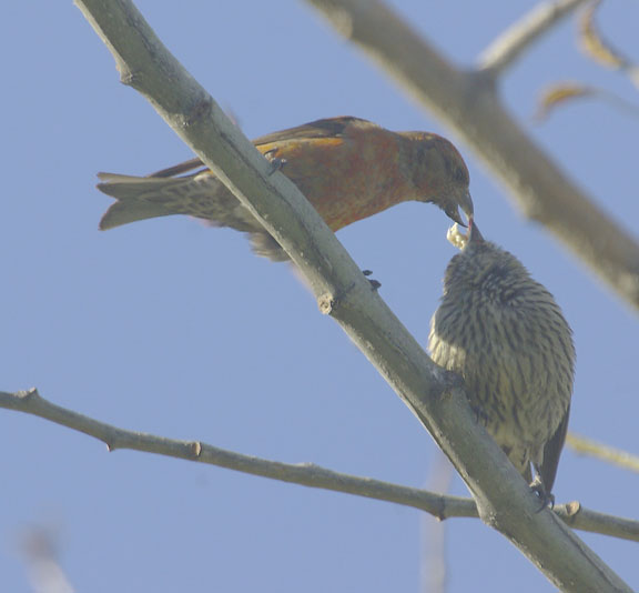 Red crossbill (male)