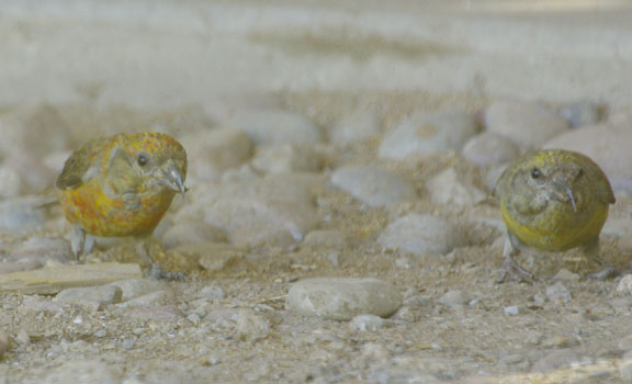 Red crossbill (female)