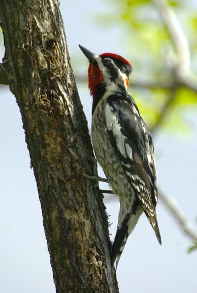 Red naped sapsucker (male)