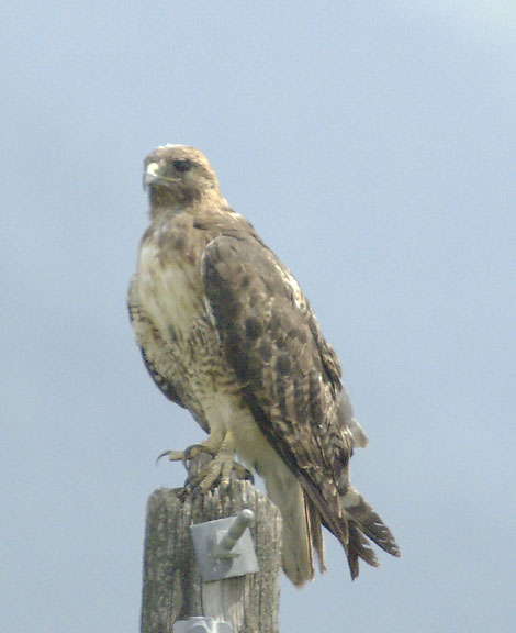 Red-tailed hawk