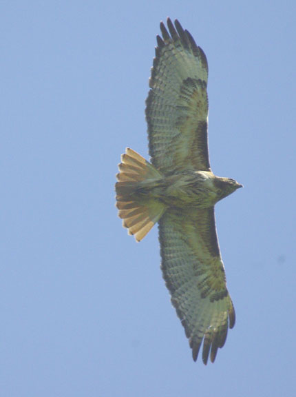 Red-tailed hawk