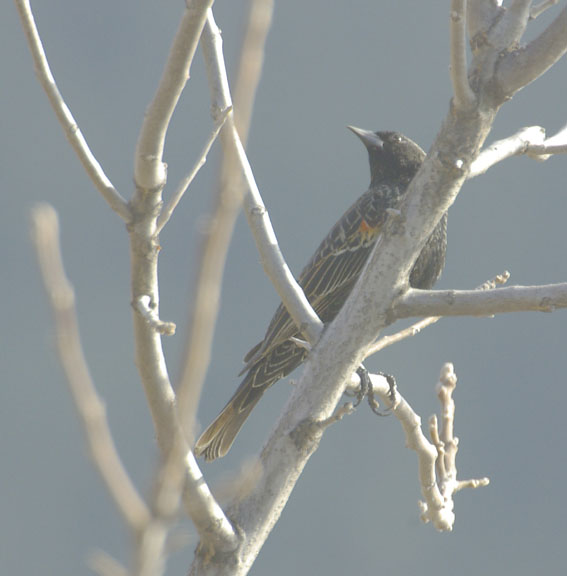 Red-winged blackbird (male)