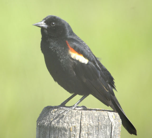 Red-winged blackbird (male)