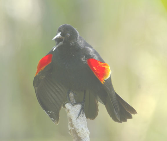 Red-winged blackbird (male)