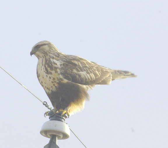 Rough-legged hawk