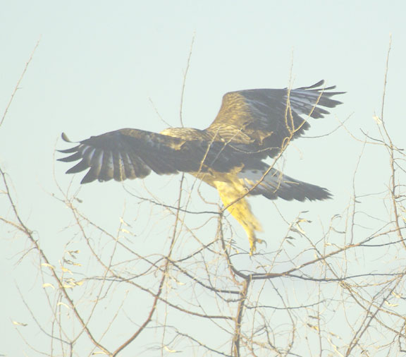 Rough-legged hawk