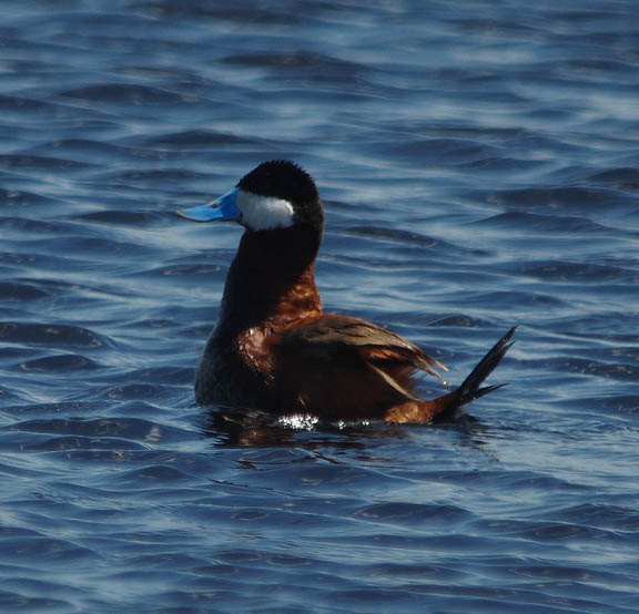 Ruddy duck (male)