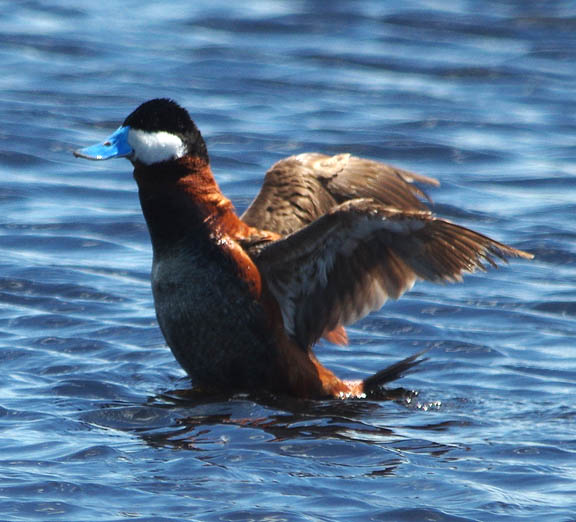 Ruddy duck (male)