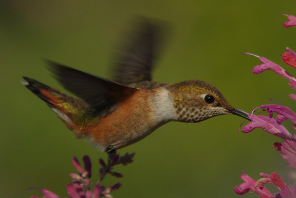 Rufous hummingbird (female)
