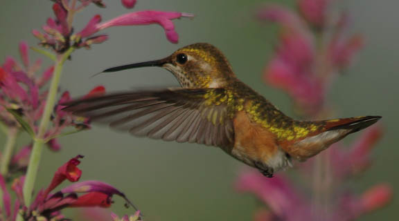 Rufous hummingbird (female)