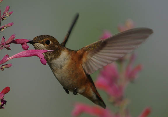 Rufous hummingbird (female)