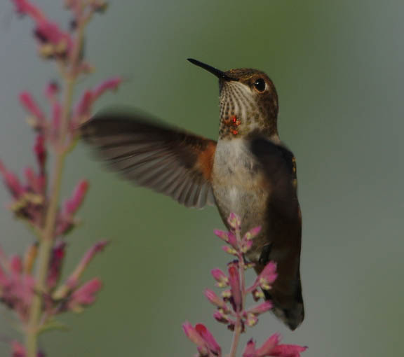 Rufous hummingbird (female)