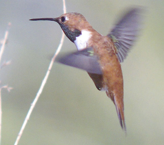 Rufous hummingbird (male)