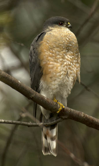 Sharp-shinned hawk (adult)