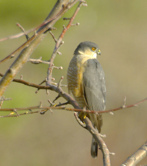 Sharp-shinned hawk (adult)