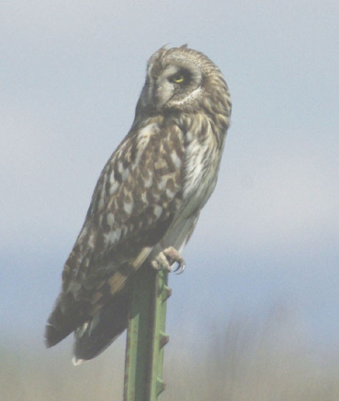 Short-eared owl