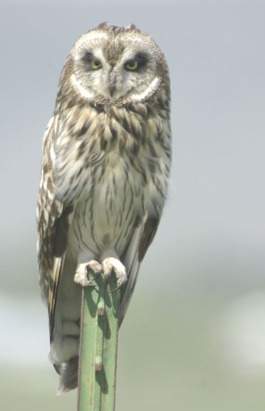 Short-eared owl