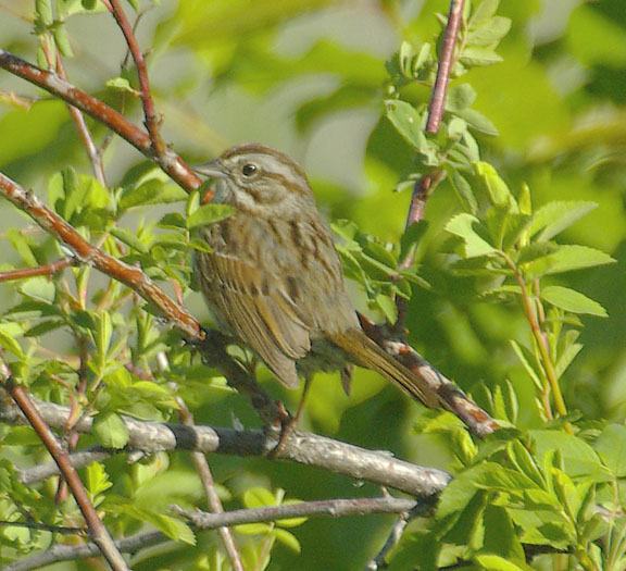 Song sparrow