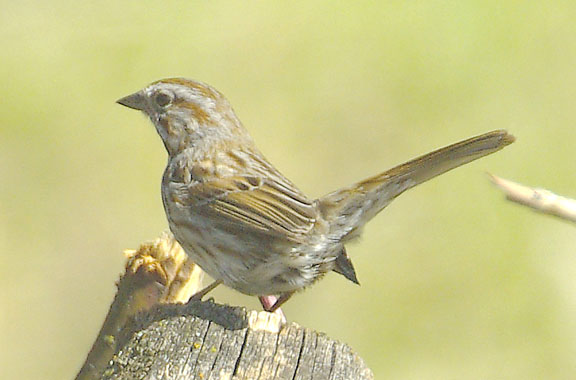 Song sparrow