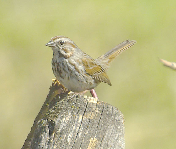 Song sparrow