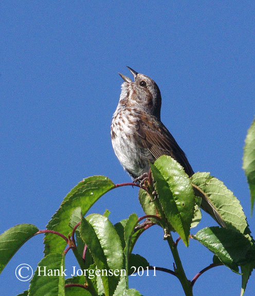 Song sparrow
