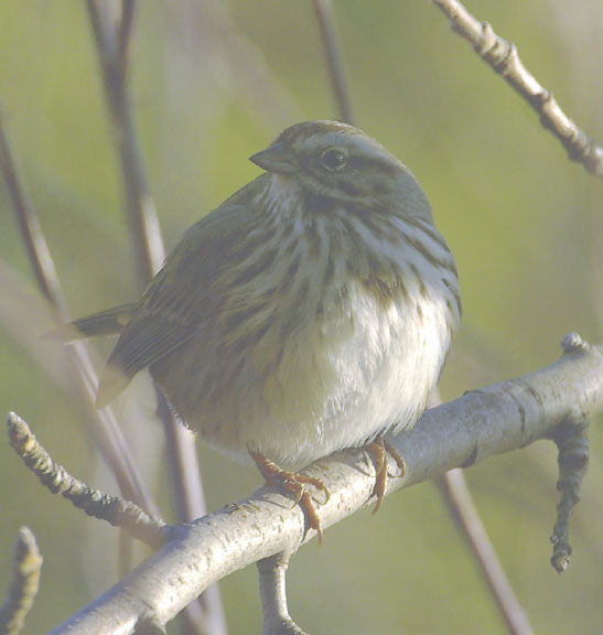 Song sparrow
