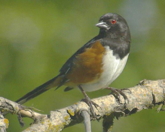 Spotted towhee