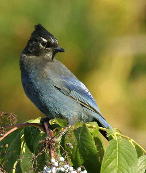 Stellar's jay