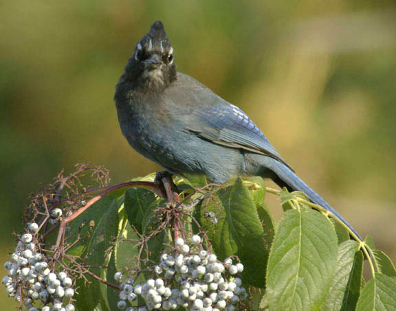 Stellar's jay