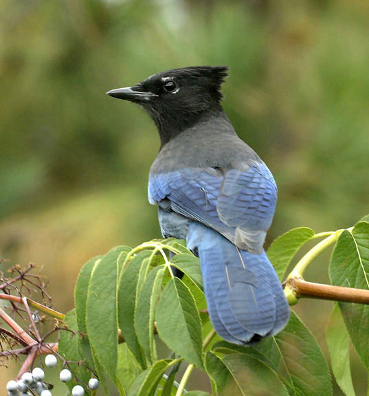 Stellar's jay