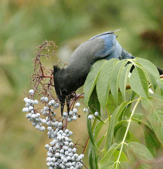 Stellar's jay