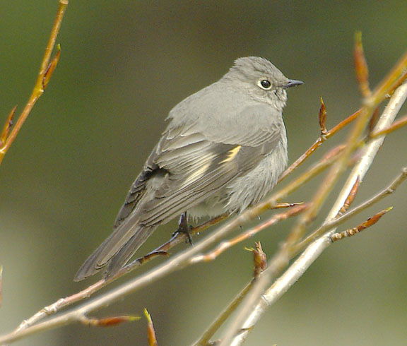 Townsend's solitaire