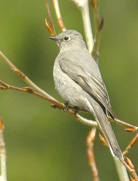 Townsend's solitaire