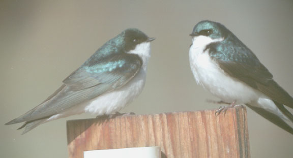 Tree swallow