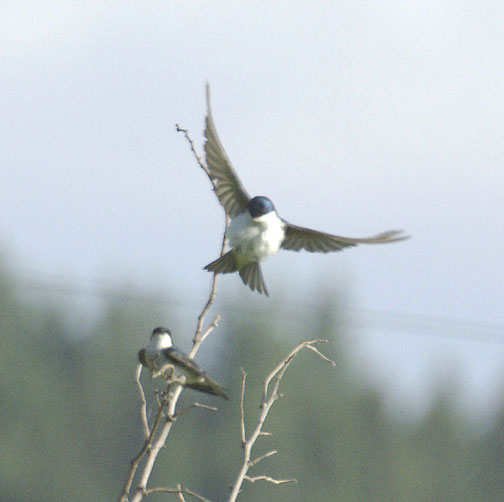 Tree swallow
