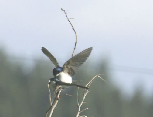 Tree swallow